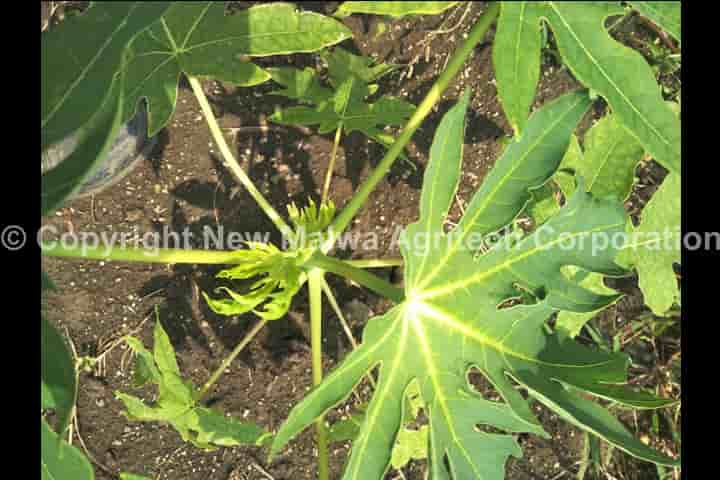 how to cure plant virus